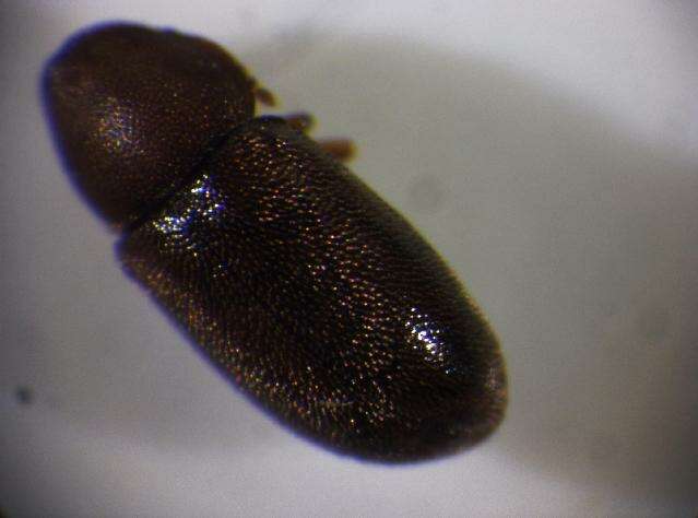 Image of <i>Orthocis festivus</i>