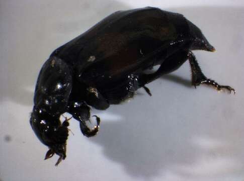 Image of Boreal Carrion Beetle