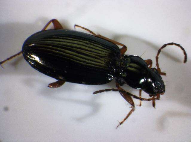 صورة Bembidion (Peryphanes) stephensii Crotch 1866