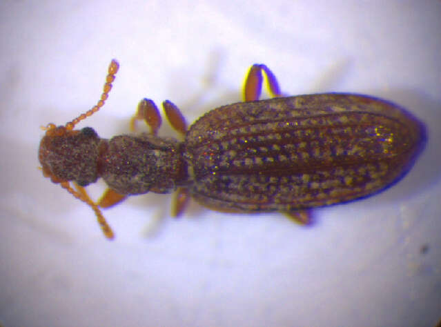 صورة Dienerella elongata