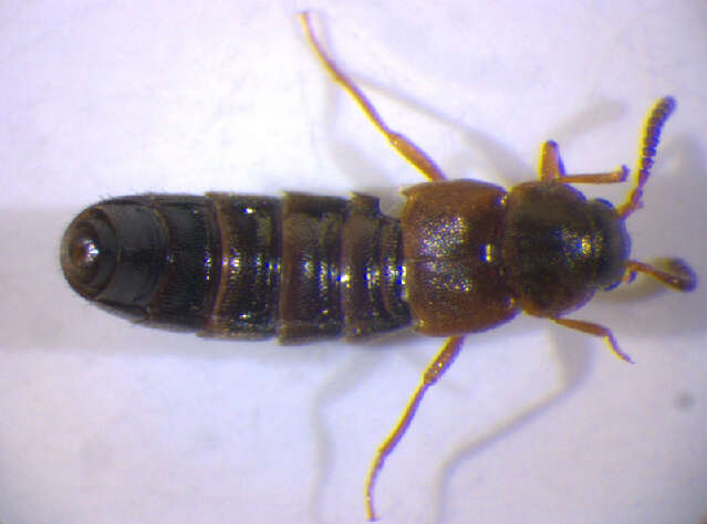 Image of Euryusa (Euryusa) castanoptera Kraatz 1856