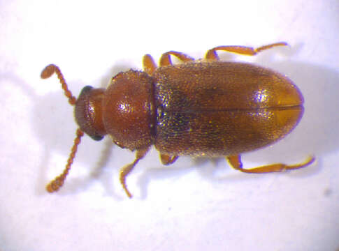 Слика од <i>Cryptophagus pallidus</i>