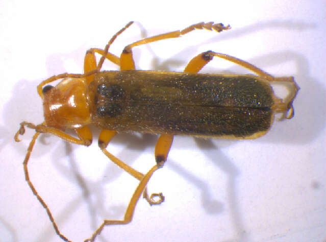 Image of <i>Cantharis cryptica</i>