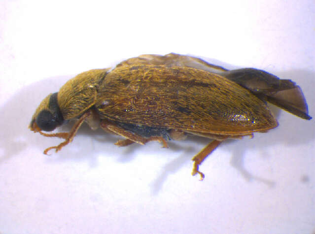 Image of <i>Byturus ochraceus</i>