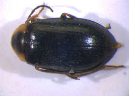 Image of <i>Elodes marginata</i>