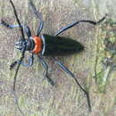 Image of Aromia bungii (Faldermann 1835)