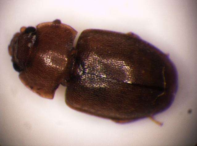 Image of <i>Epuraea binotata</i>