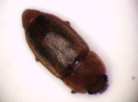 Image of <i>Epuraea oblonga</i>