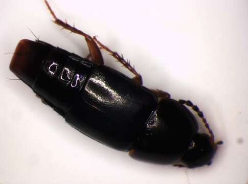 Image of Rove beetle