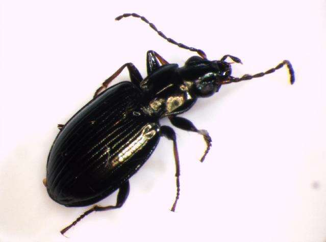 Imagem de Bembidion (Bembidionetolitzkya) geniculatum Heer 1837