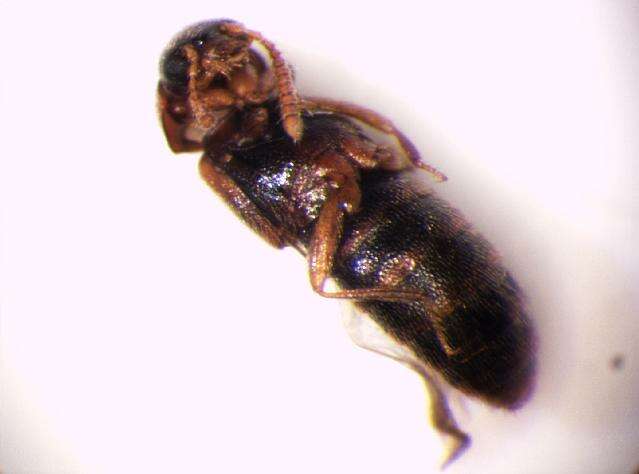 Phymatura brevicollis (Kraatz 1856) resmi