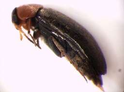 <i>Anaspis ruficollis</i> resmi