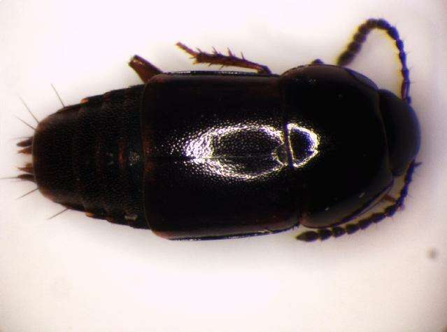 Image of Tachinus (Tachinus) laticollis Gravenhorst 1802