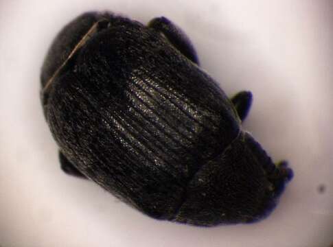 Image of Broom Seed Beetle