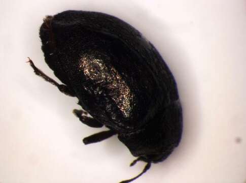 Image of <i>Morychus aeneus</i>