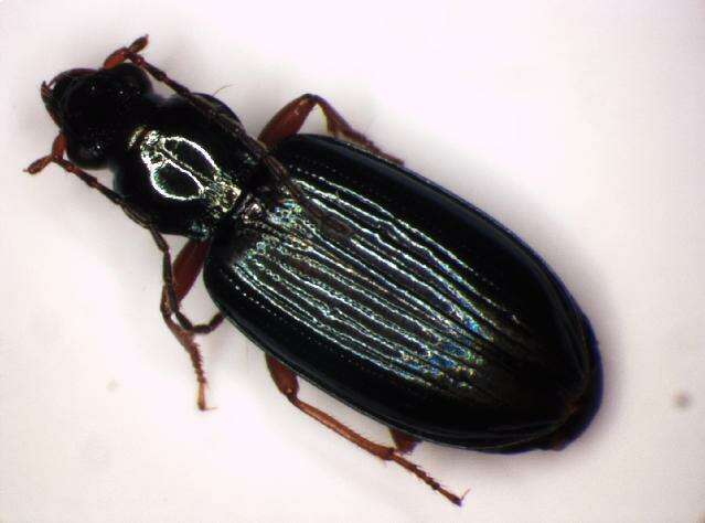 Image of Bembidion (Ocydromus) decorum (Panzer 1799)