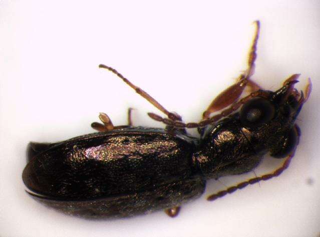 Image of Asaphidion austriacum Schweiger 1975