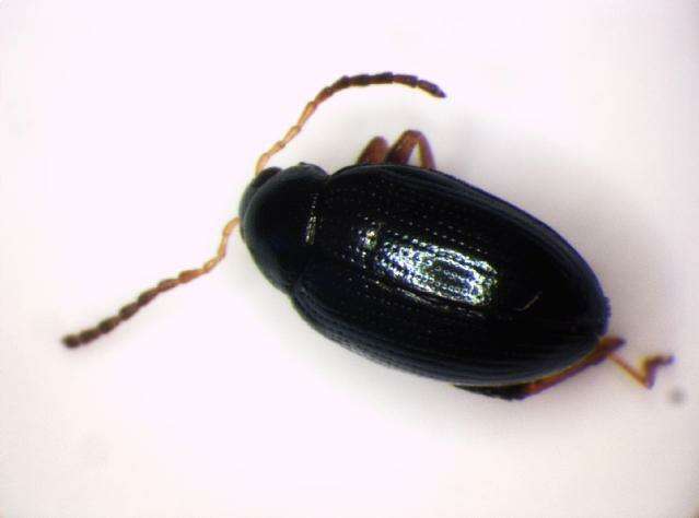 Image of Leaf beetle