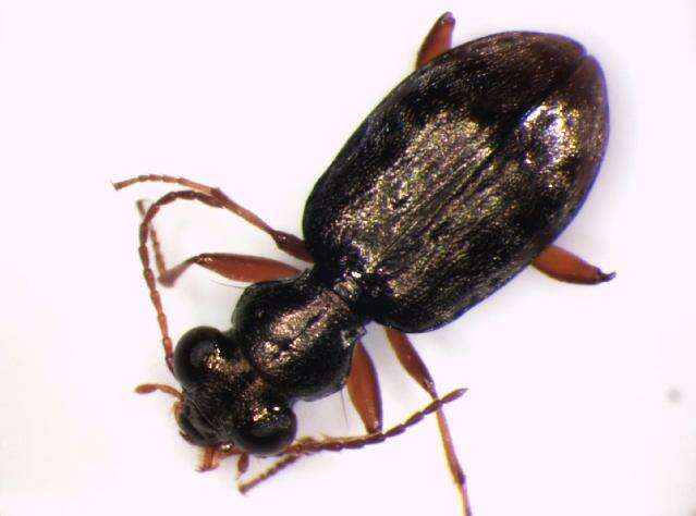 Image of Asaphidion austriacum Schweiger 1975