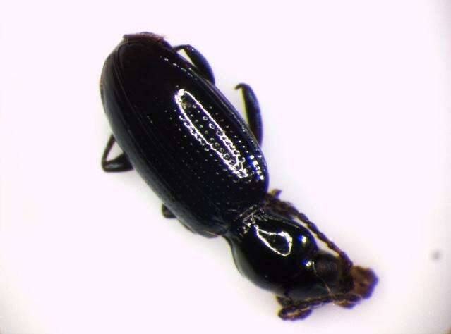 Image of Bembidion (Emphanes) azurescens Dalla Torre 1877