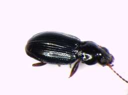 Bembidion (Semicampa) schueppelii Dejean 1831的圖片