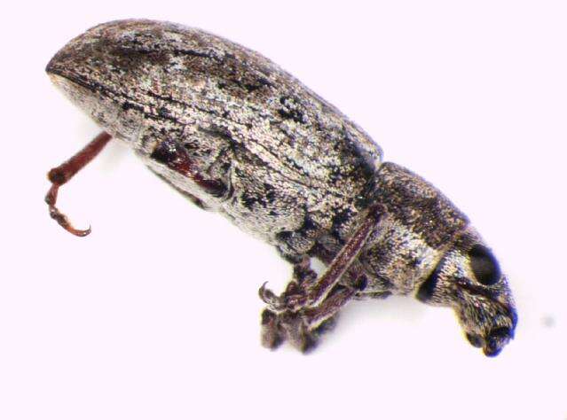 Image of Sweetclover Weevil