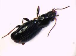 Bembidion (Semicampa) schueppelii Dejean 1831的圖片