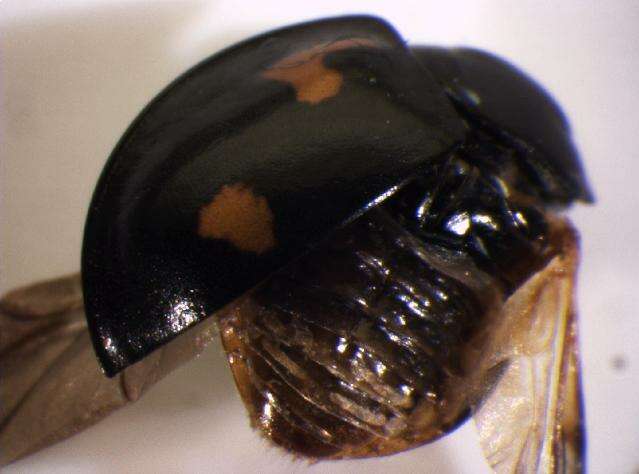 Image of Pine Lady Beetle