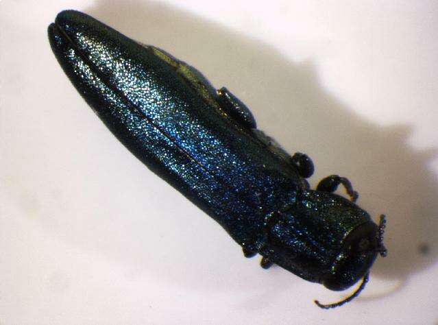 Image of European Oak Borer