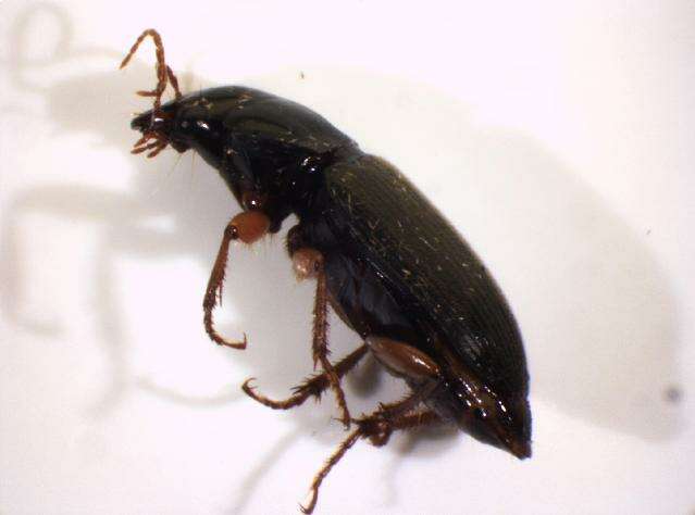 Image of Harpalus griseus