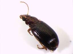 Image of Carabidae