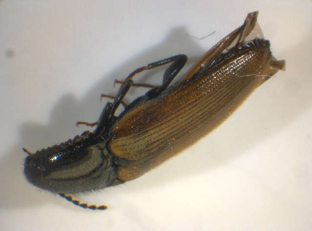 Image of <i>Ampedus nigroflavus</i>