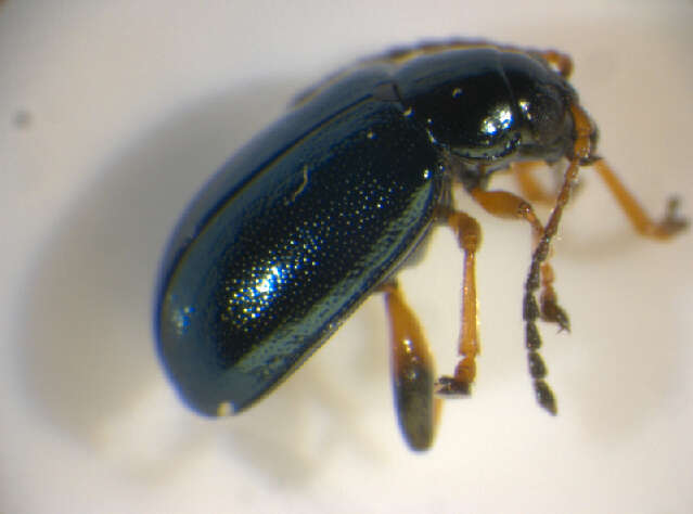 Image of <i>Aphthona nonstriata</i>