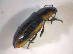 Image of Prasocuris (Prasocuris) phellandrii (Linnaeus 1758)