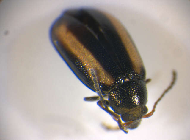 <i>Phyllotreta vittula</i> resmi