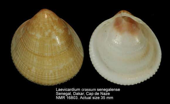 Image of Laevicardium crassum senegalense (Dautzenberg 1891)