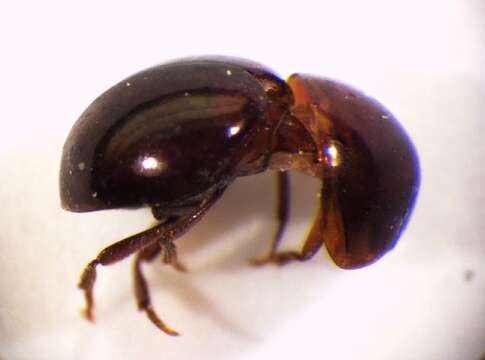 Image of Agathidium (Agathidium) badium Erichson 1845