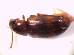 Image of Two-banded Fungus Beetle