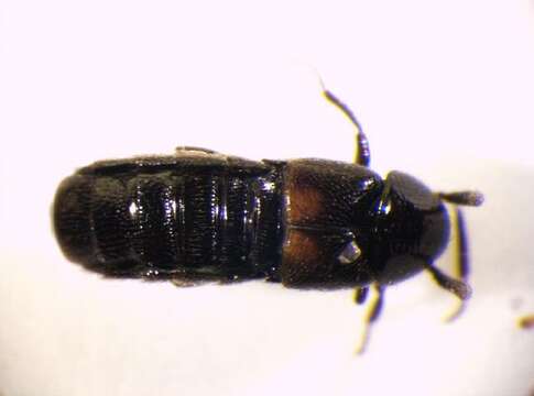 Image of Aleochara (Coprochara) bipustulata (Linnaeus 1760)