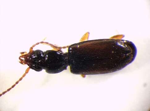 Image of Ground beetle