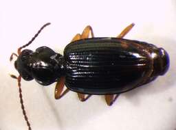 Plancia ëd Bembidion (Diplocampa) assimile Gyllenhal 1810