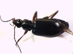 Image of Agonum (Europhilus) micans (Nicolai 1822)