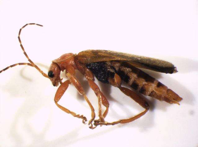 Imagem de <i>Cantharis pallida</i>