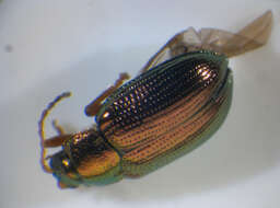 Image of <i>Crepidodera aurea</i>