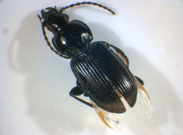 Imagem de Pterostichus (Pseudomaseus) nigrita (Paykull 1790)