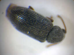 Image of <i>Dryophilus pusillus</i>