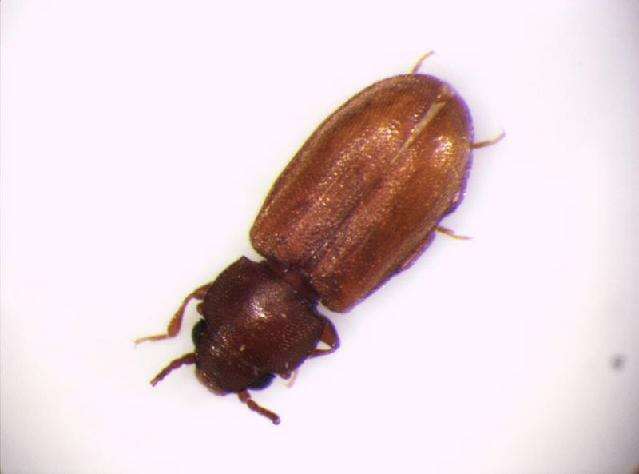 Image of Foreign Grain Beetle