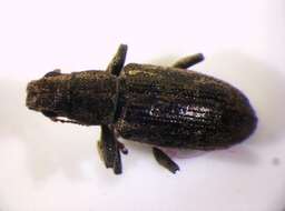 Image of Pea Leaf Weevil