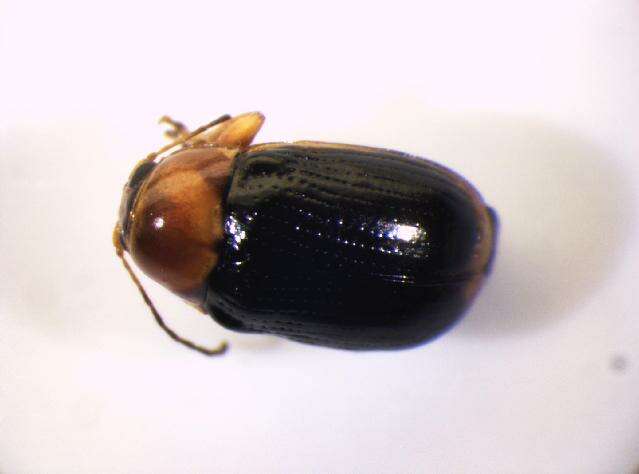 <i>Cryptocephalus pusillus</i> resmi