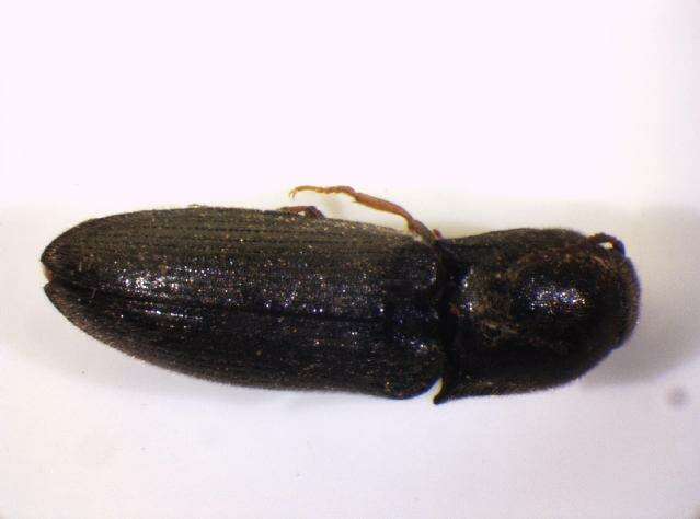 Image of <i>Agriotes ustulatus</i>